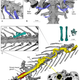 X-ray scans of the salamander mummy. The frog bones are in green. (Tisser et al, PeerJ (2017))